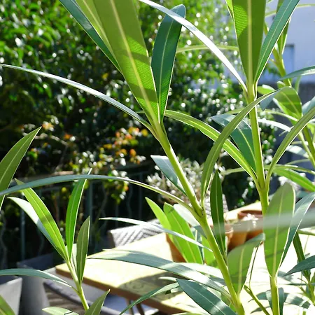 فندق Coq كوغولين